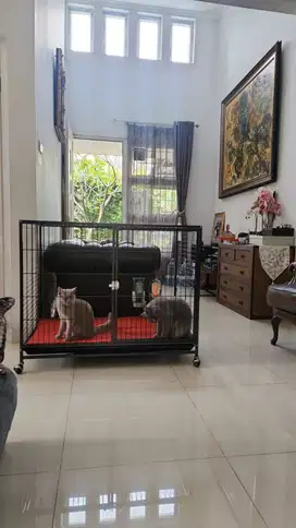 Jual 2 Kucing British (Short Hair & Long Hair) + Kandang — Siap Adopsi