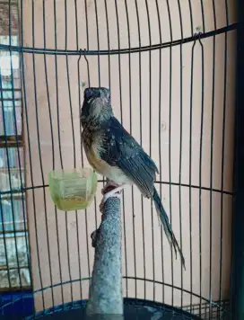 Burung murai batu