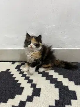 Kucing calico betina