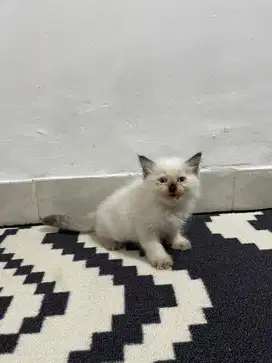 Kucing himalaya jantan
