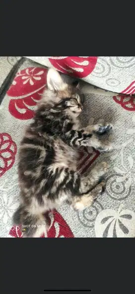 Kitten persmed betina