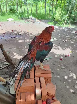 Pacek Ayam Ekor Lidi