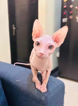 sphynx betina dan jantan