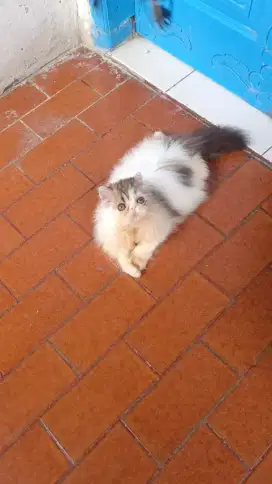 Kitten betina Persia peaknose