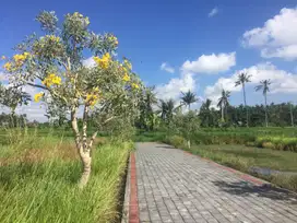 Tanah Kavling 146 m2 di Pering - Gianyar - Bali
