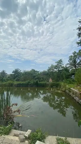 Dijual tanah di belakang banjar wijaya 3 jt/m nego