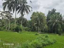 Tanah dijual view sawah  Lokasi Kenderan Ubud