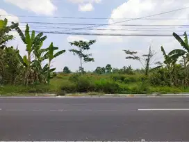 Tanah Pekarangan Pandowoharjo Utara Pertigaan Ringin