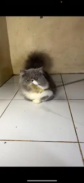 Munchkin peaknose betina