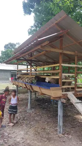 Jual domba kurban dan aqiqah