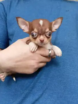 Jual chihuahua betina