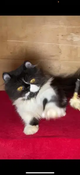 Munchkin peaknose jantan