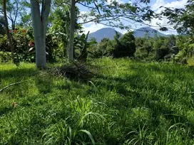 DIJUAL TANAH LOKASI AGROWISATA BATURITI BEDUGUL