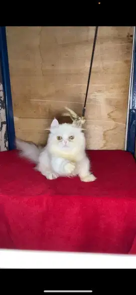 Munchkin kinkalow jantan