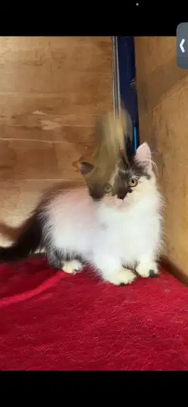Munchkin betina
