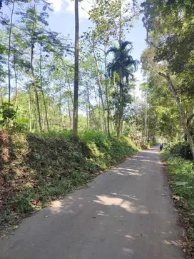 Dijual kebun sengon di Sbr.Jambe Jember