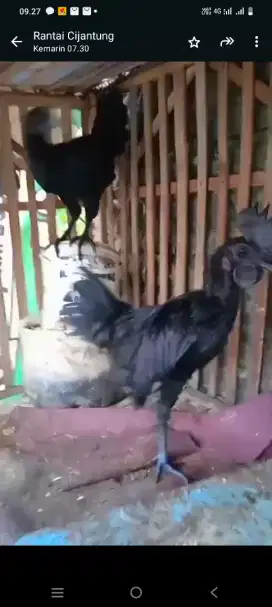 Ayam cemani sepasang bukan kampung bangkok pelung