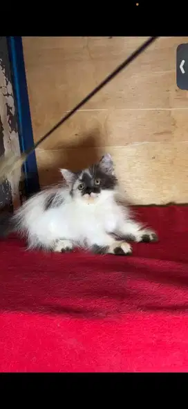 Munchkin betina