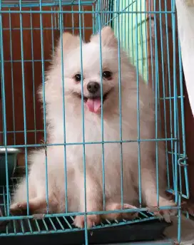 Superminipom Betina