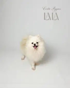 Dijual Super Mini Pom Betina