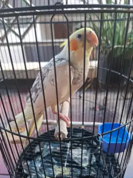 Falk parkit australia jantan jitot