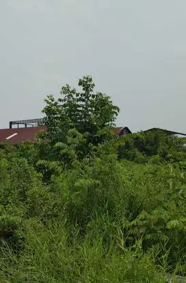 Kavling Tanah Luas Dekat PIER Pasuruan Cocok Investasi AUD.A004