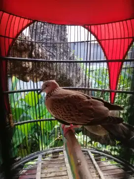 Tekukur kampung lengkap sangkar