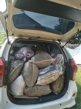 Rumput pakan kambing sapi