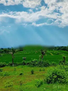 For Sale Flat Land With Fantastic 360° View To The Sea,terace Sawah,mo
