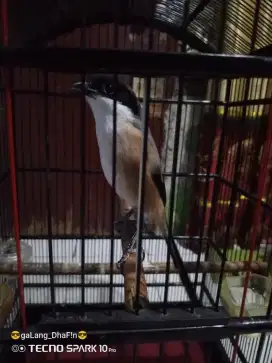 Cendet jawa timur gacor
