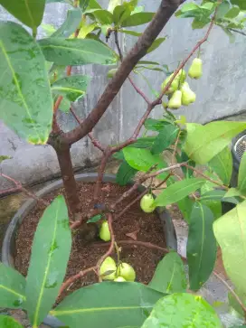 Jambu air lilin hijau