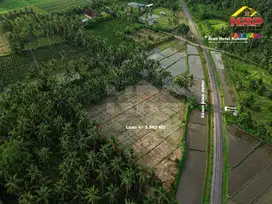 Dijual Tanah Sawah Produktif di Barat Banyuwangi Park - Dadapan