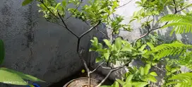 Jambu new Bangkok