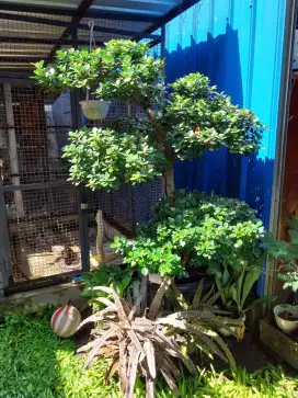 Bonsai taman beringin dollar