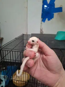 Sugar Glider leucistic Baby Joey Bahan Bonding