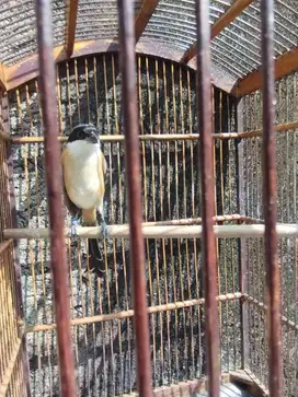 Burung cendet masih muda