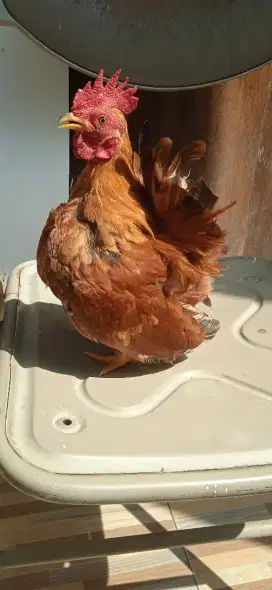 Ayam kate keturunan chabo