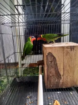 Sepasang burung Lovebird