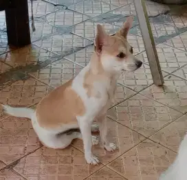 Doggy Mix Agak Mini