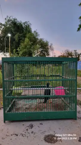 Bismillah D Jual Burung Jalak Kebo