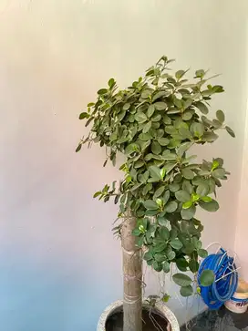 Bonsai Dolar Lamongan