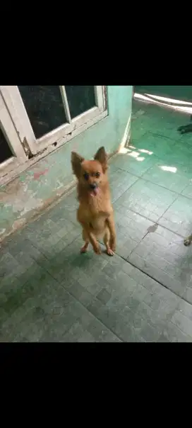 Corgy Pomerian / Mix Mini Pom Corgy