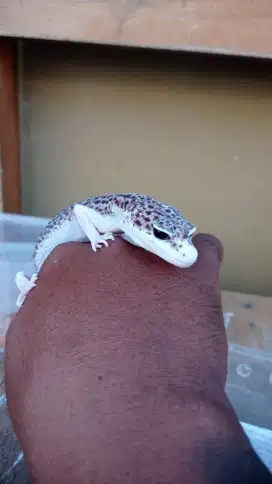 Gecko panjang badan 22 cm