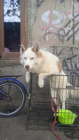 Siberian Husky putih flip flop