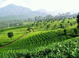 Dijual Cepat Kebun Teh 50 Ha SHM Lemahsugih Majalengka