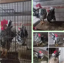 Ayam serama sepasang induk rinting