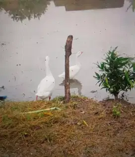 Hewan penjaga rumah