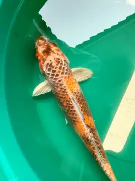 Ikan koi jenis Kin Utsuri 47cm antik