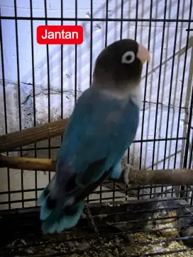 Labet lovebird jantan