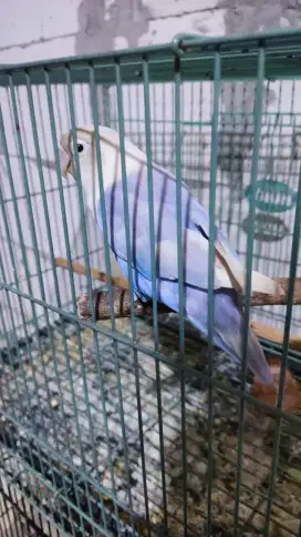 Lovebird labet betina birahi poll